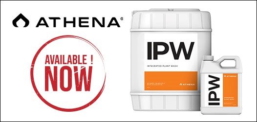 Athena IPW